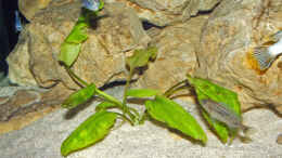 aquarium-von-antje-raasch-becken-2064_Cryptocoryne ?