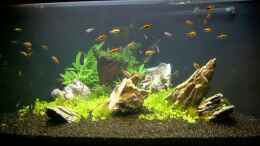 aquarium-von-j-liebold-becken-2083_