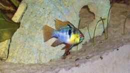 aquarium-von-sven-pohlner-becken-2094_Mikrogeophagus ramirezi 