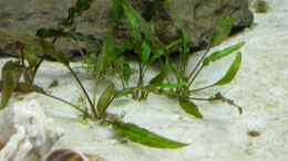 aquarium-von-volker-hebestreit-becken-2097_Cryptocoryne spec. (wer kennt die Art?  Bitte PN!)