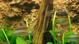 aquarium-von-luschez-becken-2112_