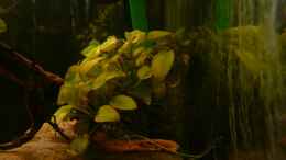 aquarium-von-cichlid-power-kellerbecken_