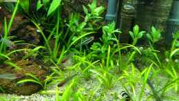 aquarium-von-derflo-anubiaswald_Hygrophila polysperma vor Filter gepflanzt 