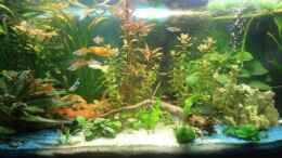 aquarium-von-schusi-becken-21312_