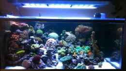 aquarium-von-torsten-nikolaus-becken-21319_Stand 24.2.2013