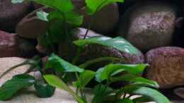 aquarium-von-steve-roehning-becken-2132_Anubias bateri