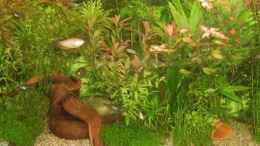 aquarium-von-qmman-amazonas2_Aquarium 150x50x50 Amazonas