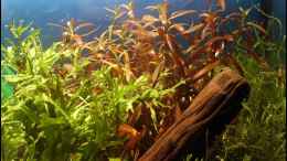 aquarium-von-ingrid-jung-becken-2134_