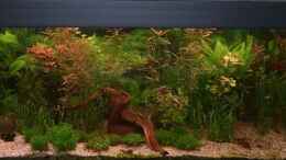 aquarium-von-qmman-becken-21386_Aquarium 150x50x50