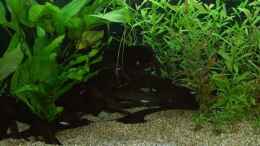 aquarium-von-qmman-amazonas_Aquarium 120x50x50