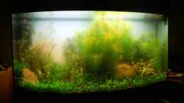 aquarium-von-mario-mayer-j--vision-180-becken_