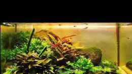 aquarium-von-aquascapinglandscaping-basalt_