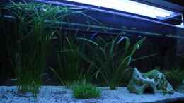 aquarium-von-chris7-becken-21504_