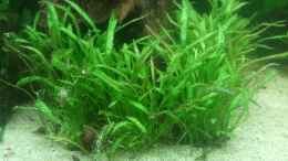 aquarium-von-lykos-650l-holzaquarium_