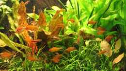 aquarium-von-diveman-red-green-dream_Fischsuppe mit frischem Salat