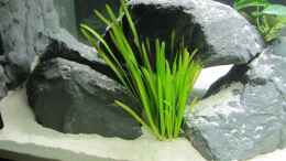 aquarium-von-mazdeur-lethrinops-raumteiler_Vallisneria Spiralis