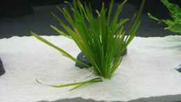 aquarium-von-mazdeur-lethrinops-raumteiler_Vallisneria Spiralis