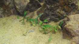 aquarium-von-mica-trichogaster-chunas-playground_Cryptocoryne parva