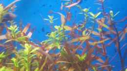 aquarium-von-mica-trichogaster-chunas-playground_Rotala indica - rotundifolia