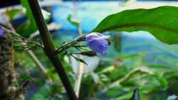 aquarium-von-mica-trichogaster-chunas-playground_Hygrophila in Blüte I