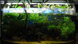 aquarium-von-mica-trichogaster-chunas-playground_