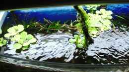 aquarium-von-mica-trichogaster-chunas-playground_Pistia stratiotes