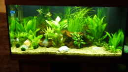 aquarium-von-normen-mosick-fam-mosick_