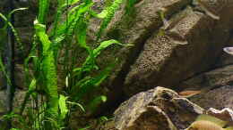 Foto mit Cryptocoryne aponogetifolia (Riesen-Cryptocoryne)