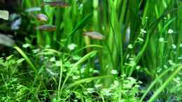 aquarium-von-die-perle----becken-21656_Vallisneria nana + Hydrocotyle tripartia