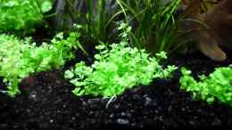 aquarium-von-die-perle----becken-21656_Hemianthus callitrichoides cuba