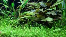 aquarium-von-die-perle----becken-21656_