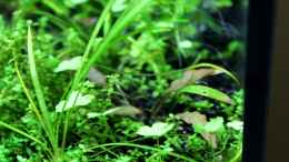 aquarium-von-die-perle----becken-21656_ Cryptocoryne