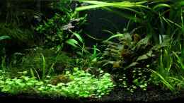 aquarium-von-die-perle----becken-21656_Frontansicht 30.05.2012