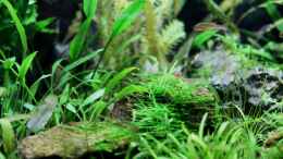 aquarium-von-die-perle----becken-21656_