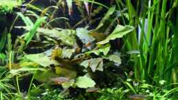 aquarium-von-die-perle----becken-21656_