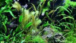 aquarium-von-die-perle----becken-21656_