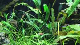 aquarium-von-die-perle----becken-21656_