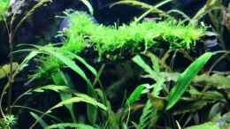 aquarium-von-die-perle----becken-21656_Triangelmoos