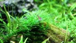 aquarium-von-die-perle----becken-21656_