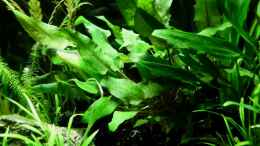 aquarium-von-die-perle----becken-21656_Cryptocoryne wendtii Tropica