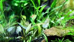 aquarium-von-die-perle----becken-21656_