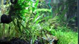 aquarium-von-die-perle----becken-21656_