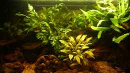 aquarium-von-mr--l-p--small-creek_