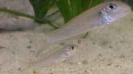 aquarium-von-christopher-winkler-becken-2171_X.Ochrogenys Zaire