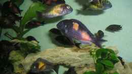 aquarium-von-marcus-mertens-becken-2178_Bulu Point und Mpulungu