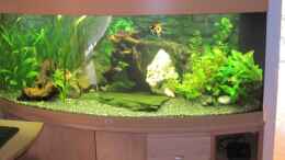 aquarium-von-thomas-doerfel-juwel-vision-450_Vision 450