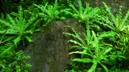 aquarium-von-mike1963-crystal-rock_Pogostemon helferi