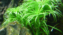 aquarium-von-mike1963-crystal-rock_Syngonanthus macrocaulon (Tonina spec. Belem)