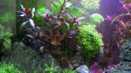 aquarium-von-mike1963-crystal-rock_Ludwigia glandulosa