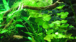 aquarium-von-thomas-ahrens-aqua-asia-ii_Cryptocoryne, Vallisnerien, Wassernabel und Javamoos